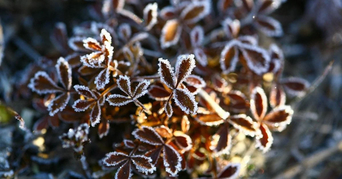 До +20 °C, а потім вдарять заморозки: прогноз погоди до кінця жовтня